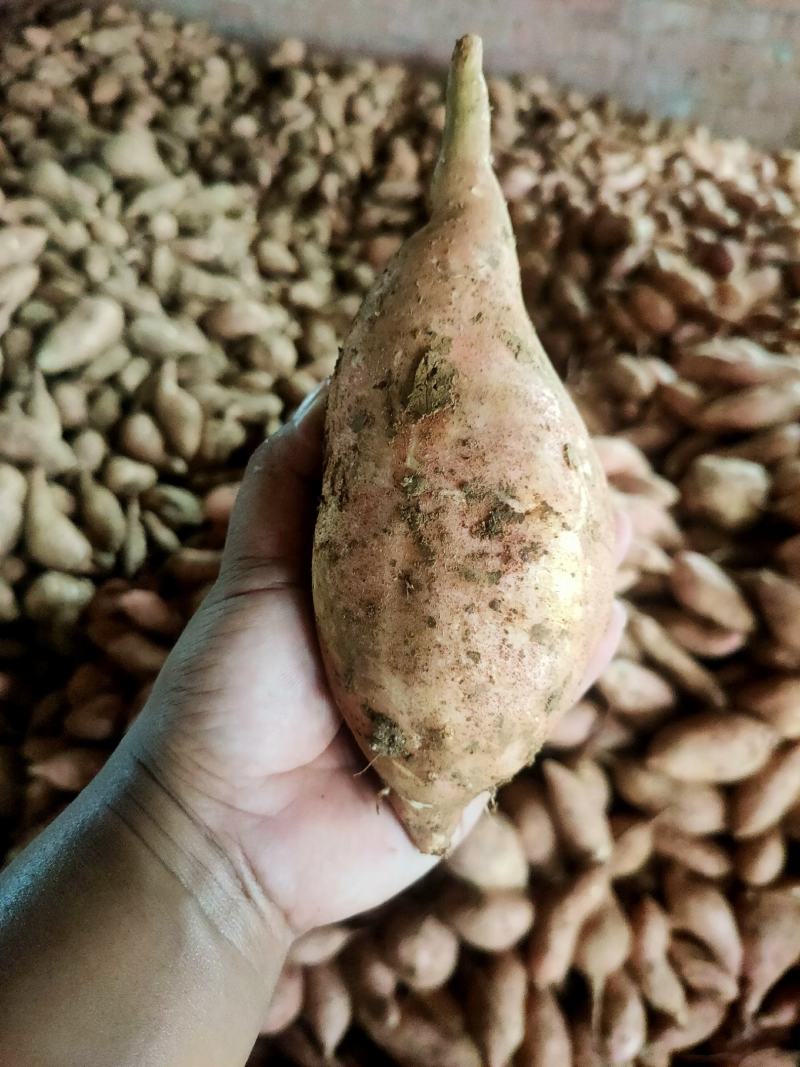 湖北宜城龙九红薯大量上市，产地直发，现挖现发，量大优惠