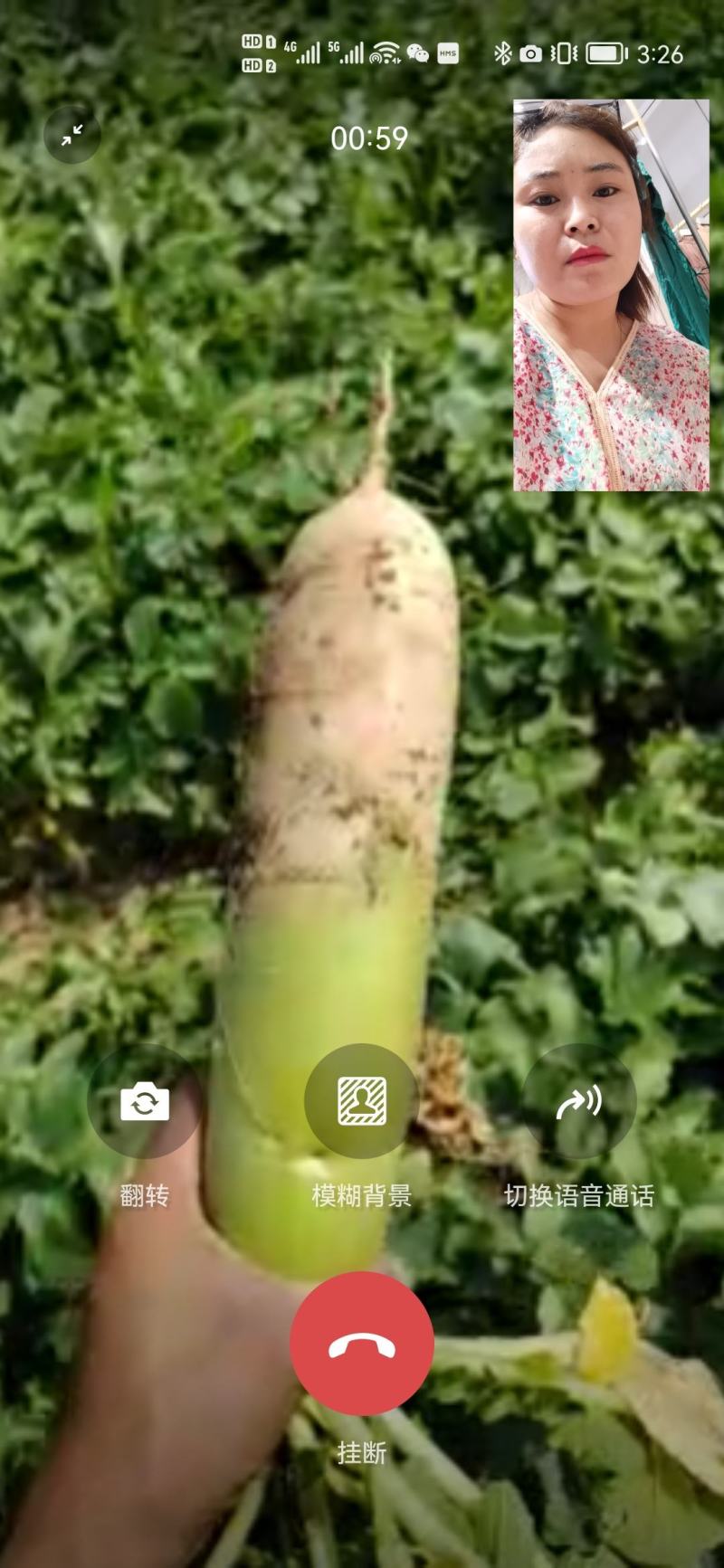 萝卜