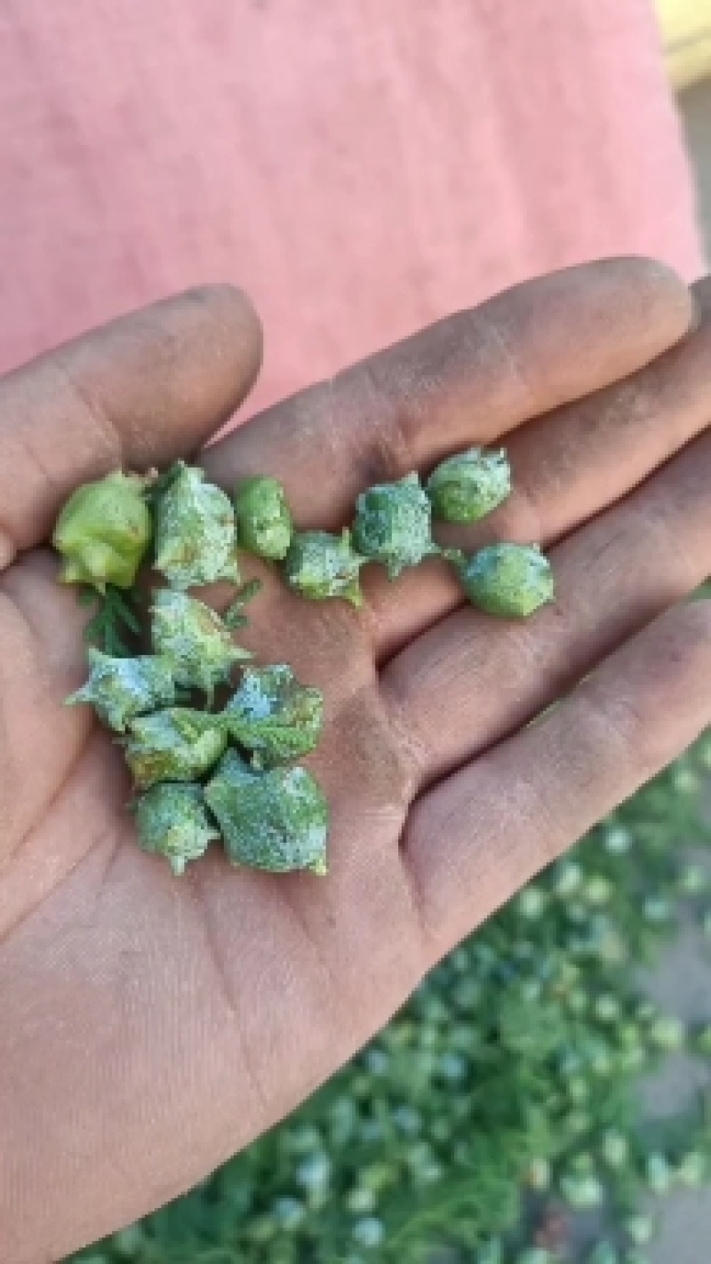 柏树种子，鸟粮可装枕头，测柏种子，林木种子