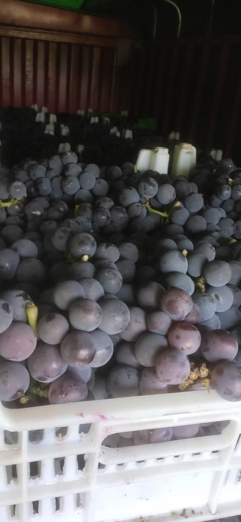 夏黑葡萄，巨峰葡萄上市了欢迎全国各地客商来采购一手货源充