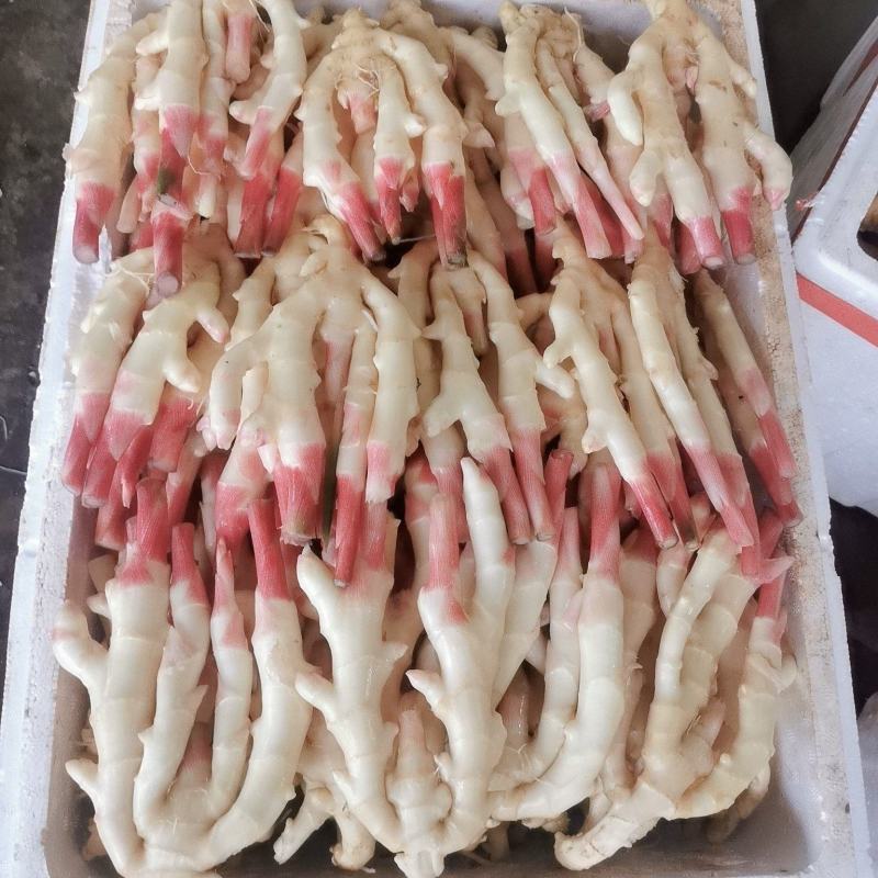 【推荐】四川精品子姜大量上市中！产地实发可支持视频看货