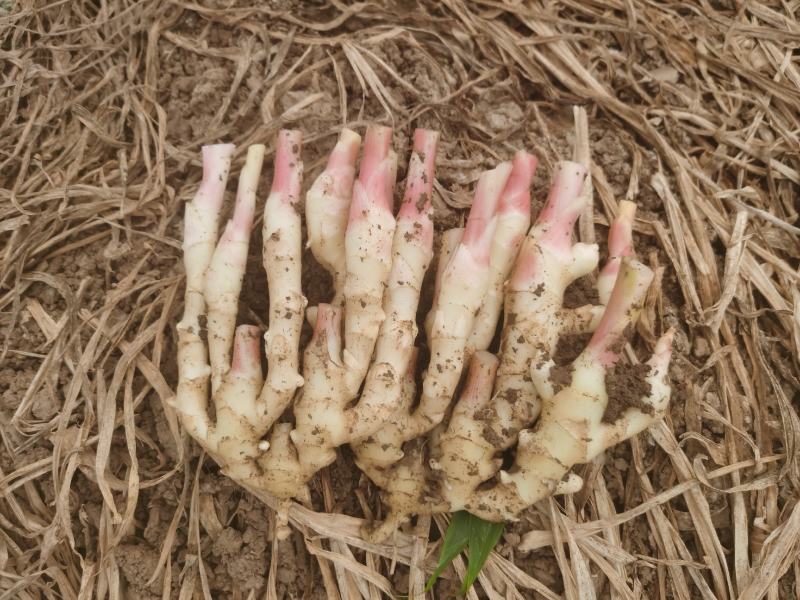 【推荐】四川精品子姜大量上市中！产地实发可支持视频看货