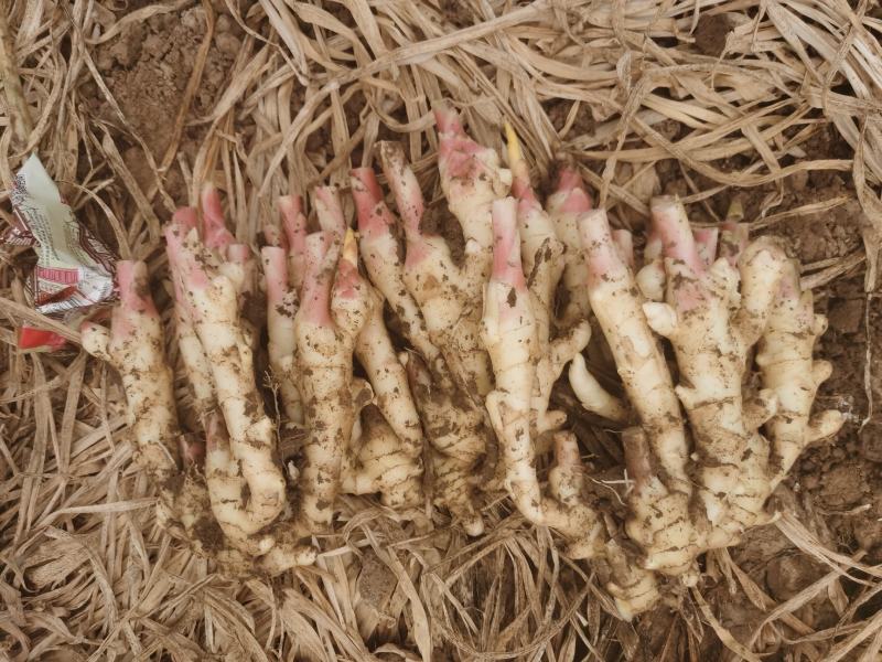 【推荐】四川精品子姜大量上市中！产地实发可支持视频看货