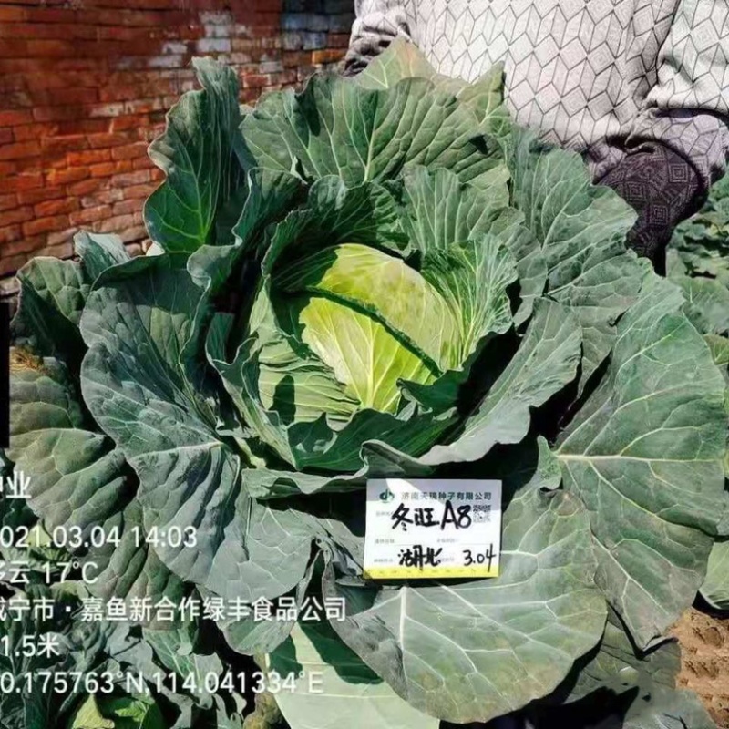 甘蓝种子冬旺C919杂交品种耐寒性强大田用种子