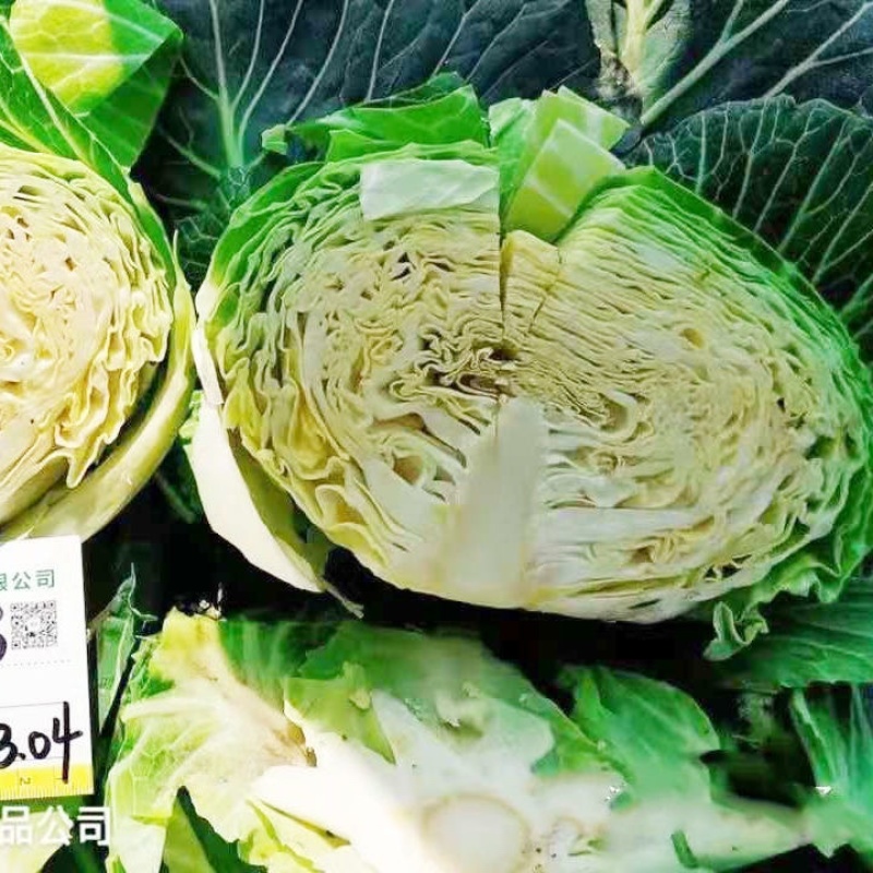 甘蓝种子冬旺C919杂交品种耐寒性强大田用种子