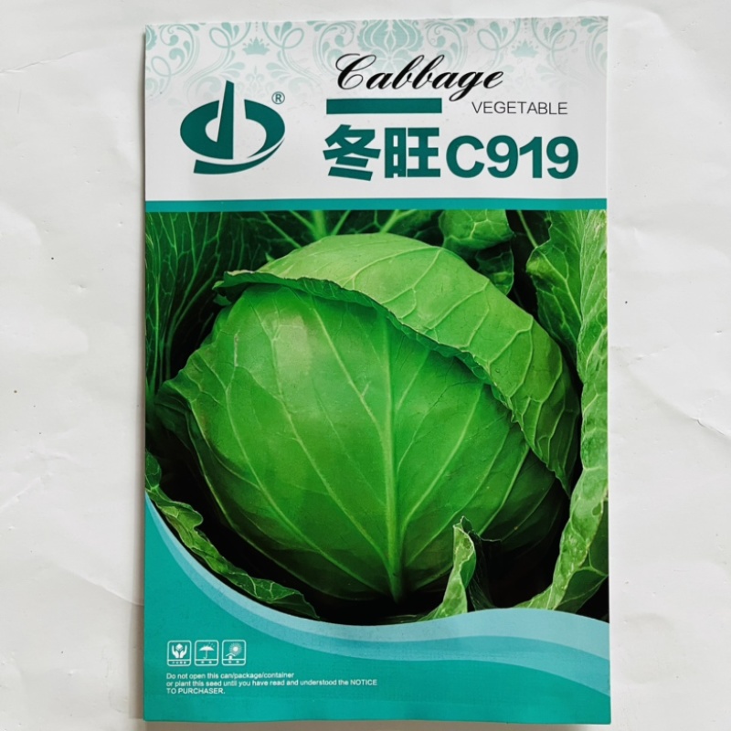 甘蓝种子冬旺C919杂交品种耐寒性强大田用种子