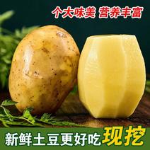 【精品土豆】沃土5号，齐园丰产区大量上市，品质保障