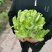 早熟儿菜儿子预售