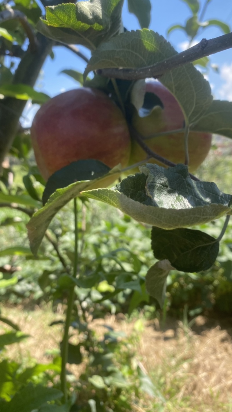 云南华硕苹果鲁丽苹果大量上市中货好价优