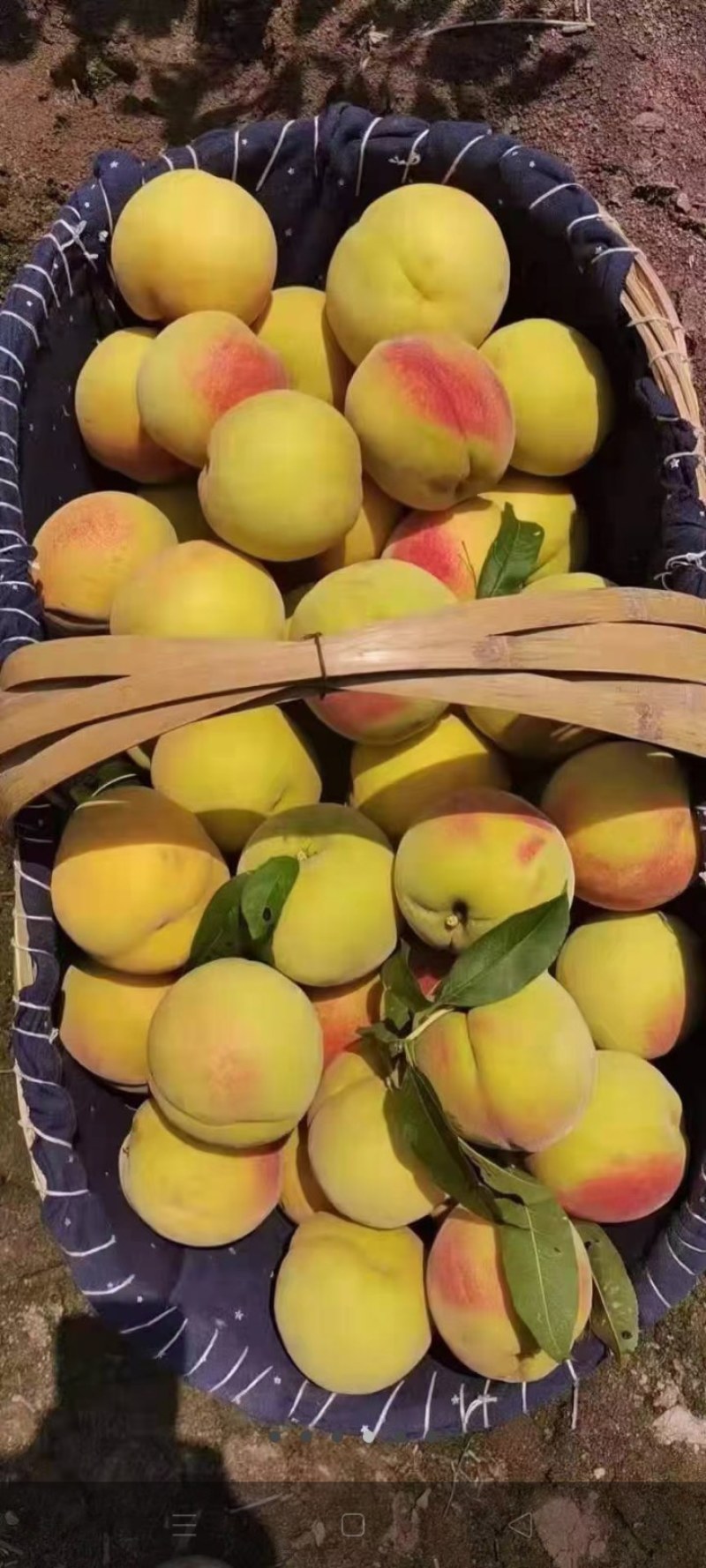 湖北锦绣黄桃