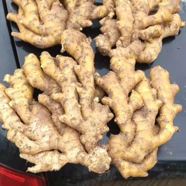 山东临沂小黄姜产地直供大量有货可供市场商超电商视频看货