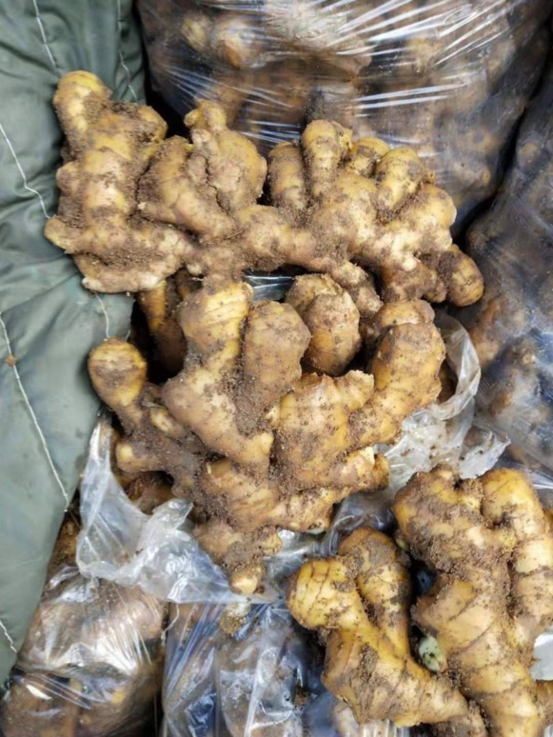 山东临沂小黄姜产地直供大量有货可供市场商超电商视频看货