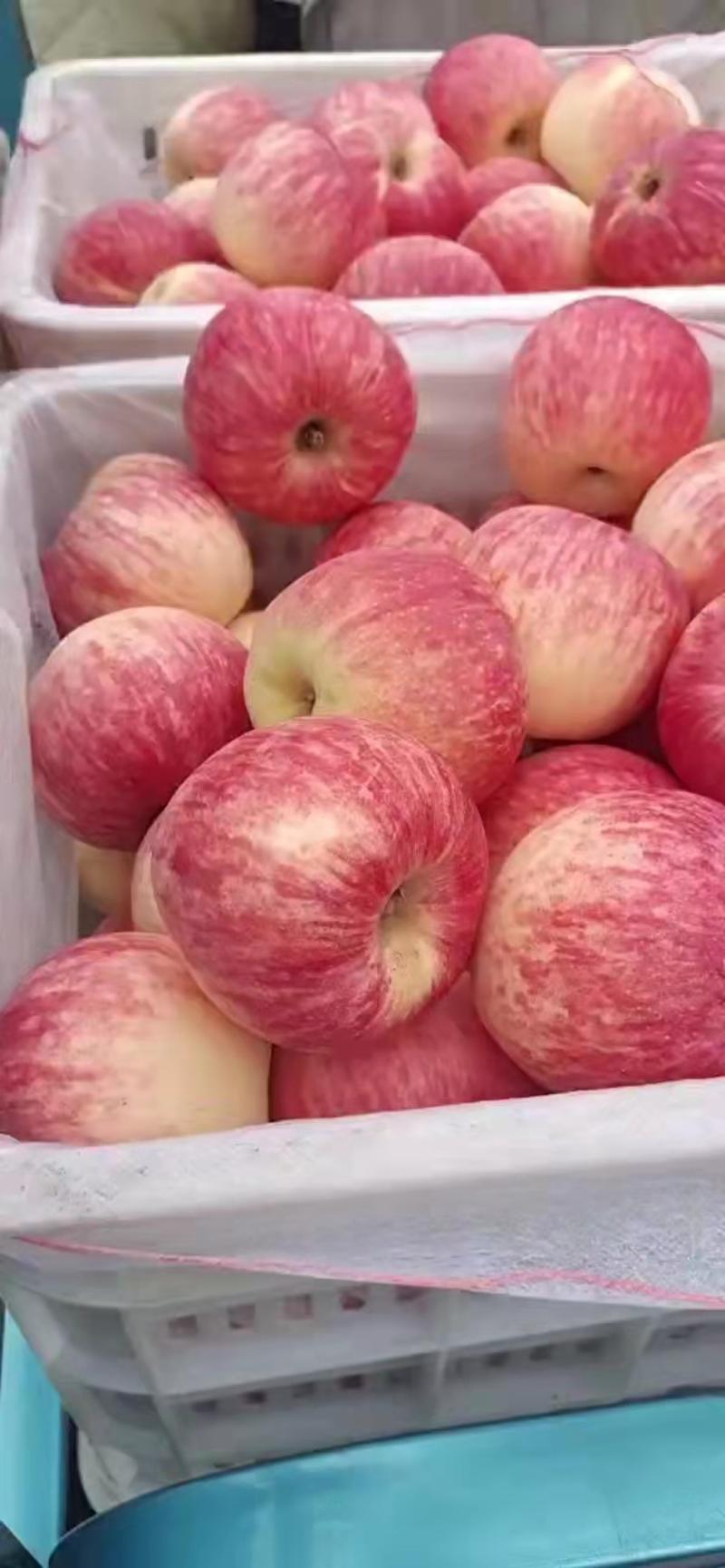 山东临沂红富士苹果个大甜度高可视频看货欢迎前来订购