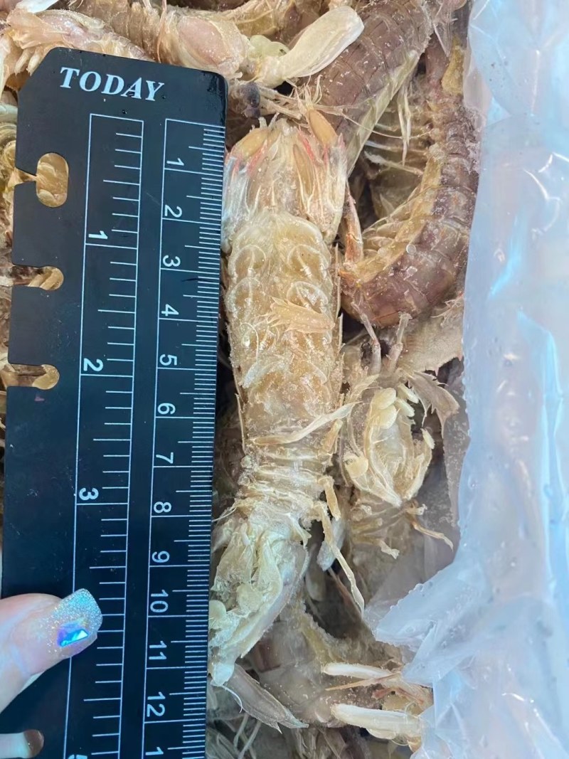 虾爬子。皮皮虾