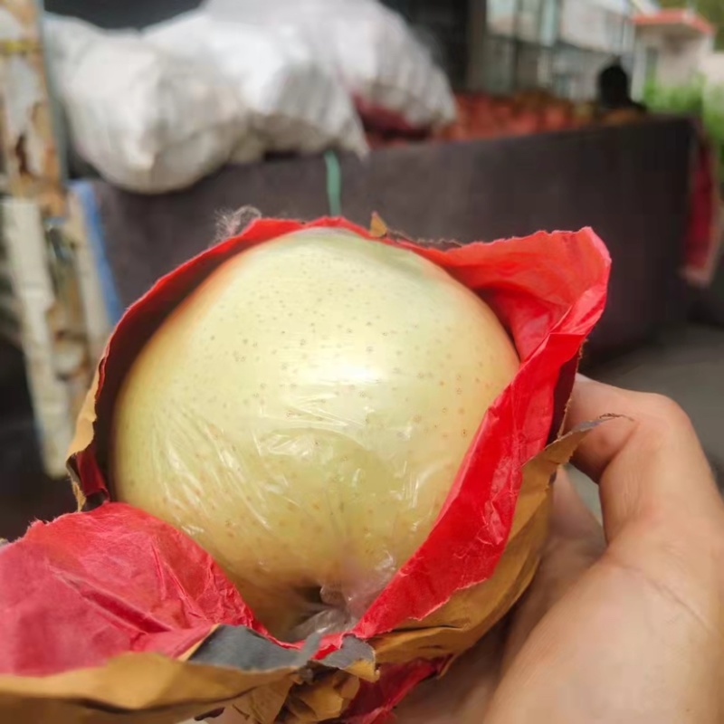 黄金梨丰水梨秋月梨大量上市中可视频看货选货