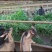 小羊，小黑山羊，黔北麻羊