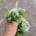 浚县韭菜花大量上市，质量上乘