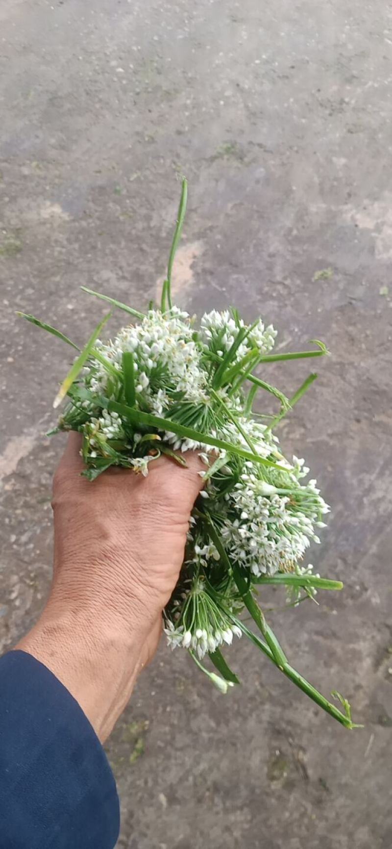 浚县韭菜花大量上市，质量上乘