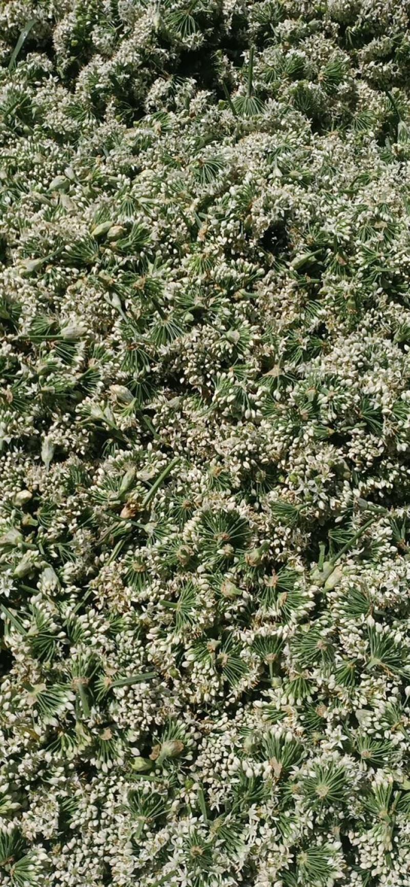 浚县韭菜花大量上市，质量上乘