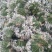 浚县韭菜花大量上市，质量上乘