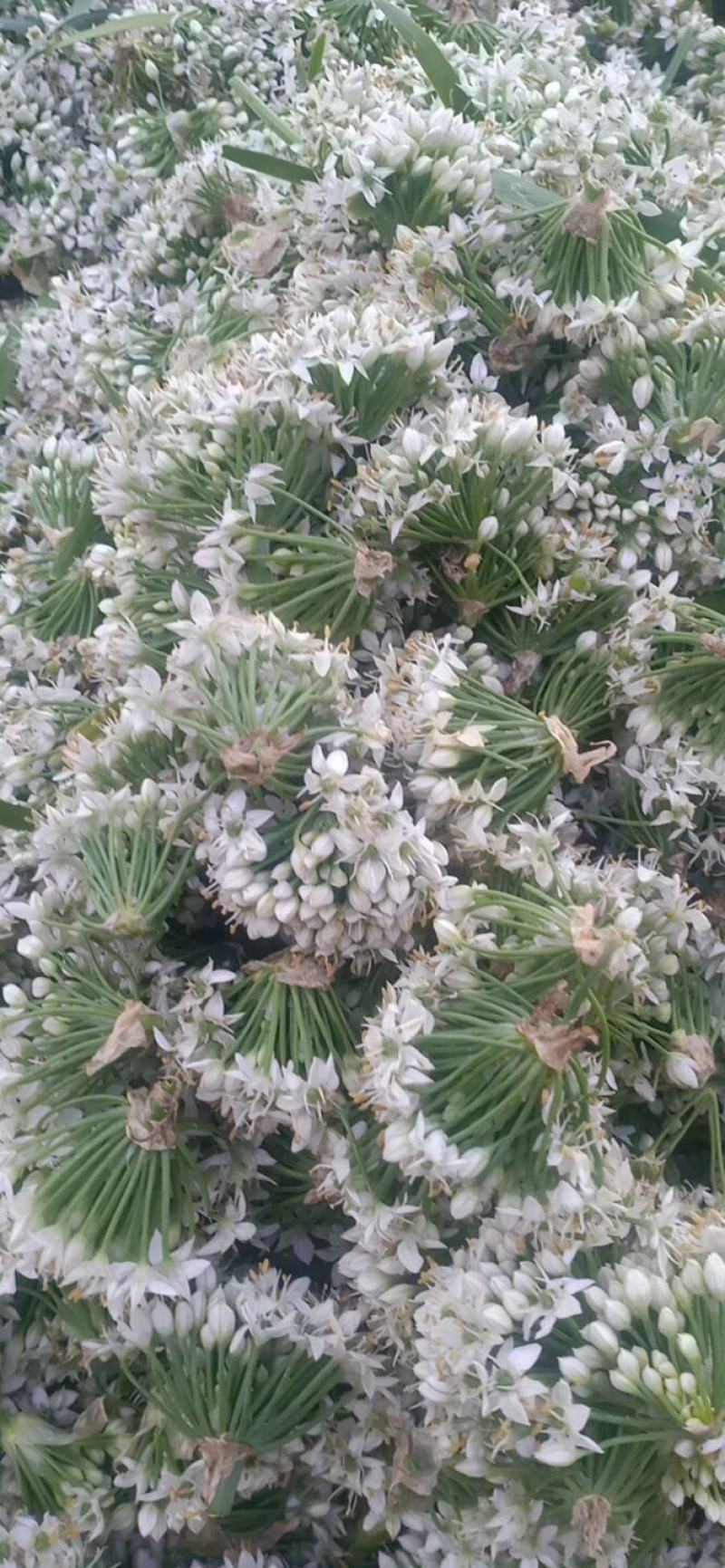 浚县韭菜花大量上市，质量上乘
