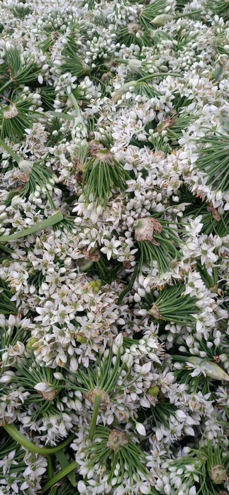 浚县韭菜花大量上市，质量上乘