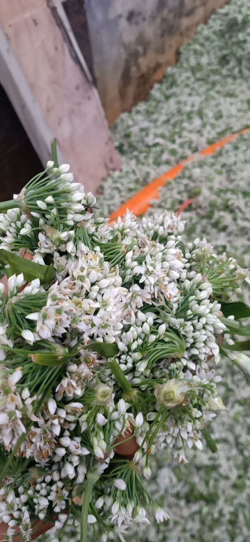 基地大量供应优货韭菜花