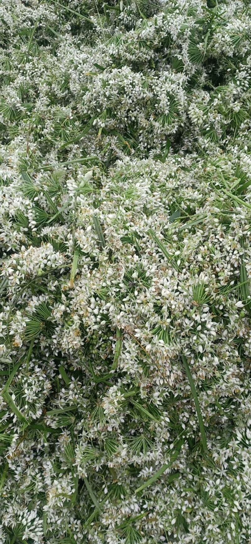基地大量供应优货韭菜花