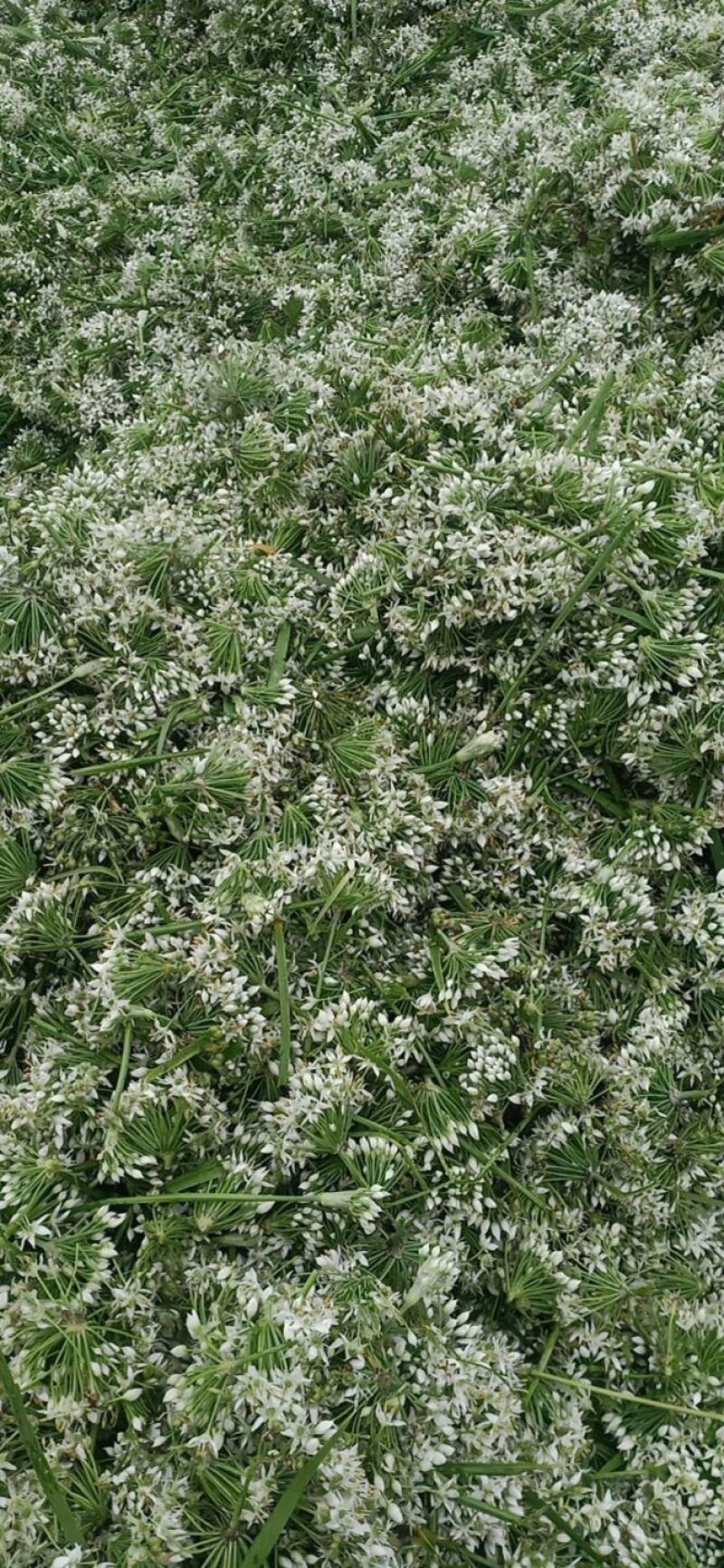 基地大量供应优货韭菜花