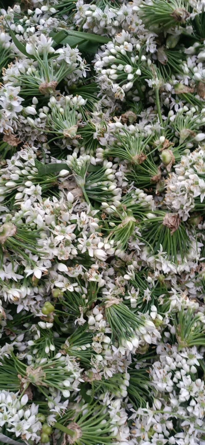 基地大量供应优货韭菜花