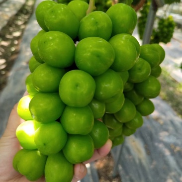 四川凉山西昌阳光玫瑰
