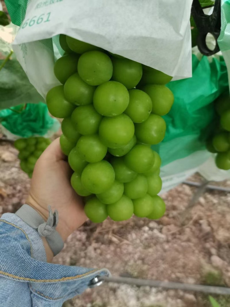 四川凉山西昌阳光玫瑰