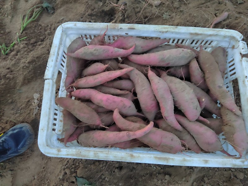 八百亩地瓜红大量上市，欢迎新老客户光临，