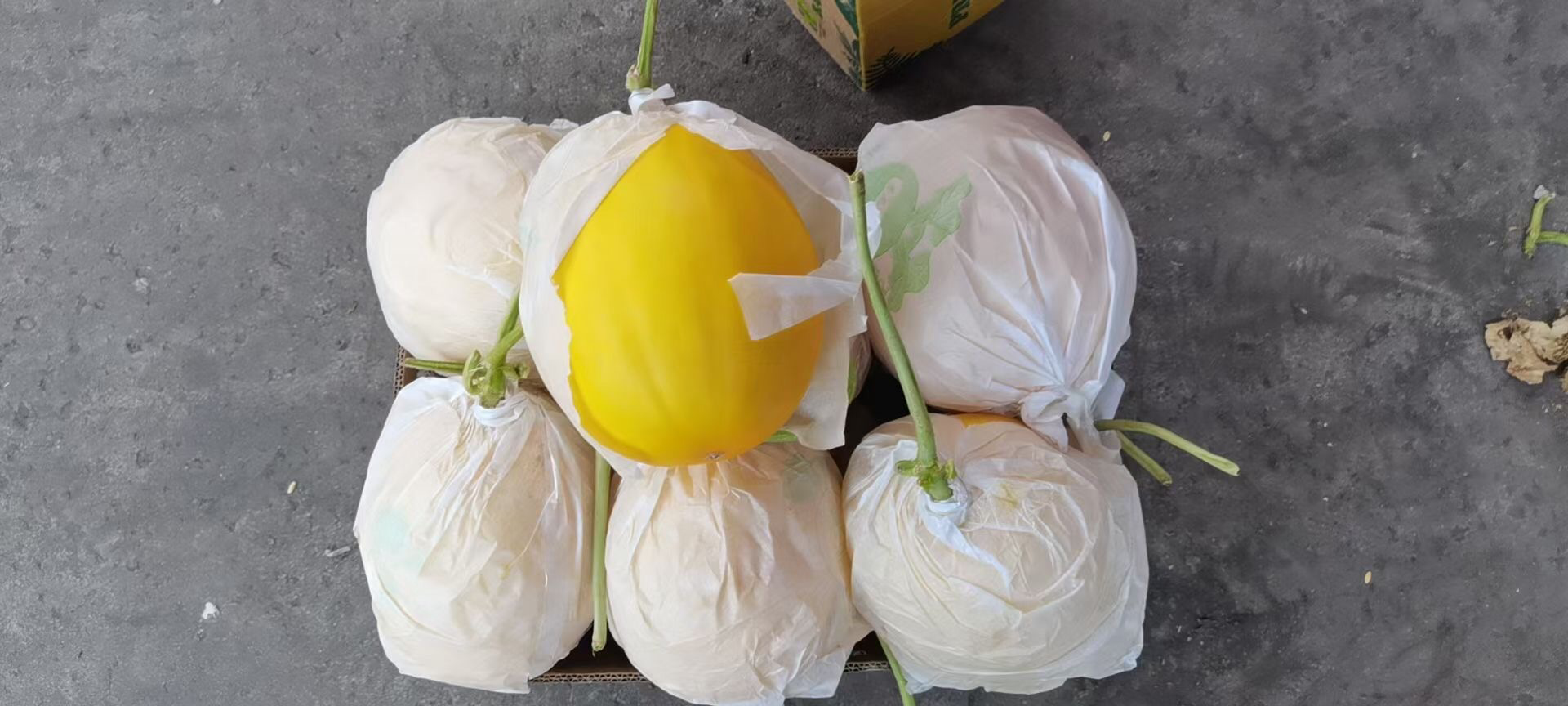 左侧为九红瑞甜瓜,右侧为普通白皮甜瓜,两者并排放在白色瓷盘中,九红瑞甜瓜呈金黄色带网纹,普通甜瓜为浅绿色光滑表皮;背景为田园风格木桌,上方有自然光线照射,突显颜色差异和品质对比 九红瑞甜瓜与普通甜瓜对比图