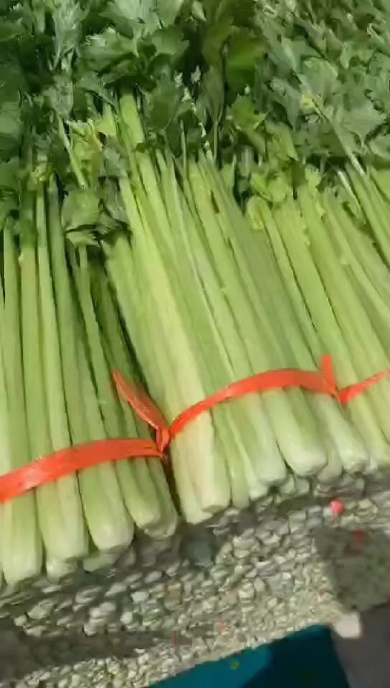 精品毛芹