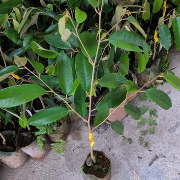 黑刺榴莲苗，嫁接苗，母本马来西亚进口果树。