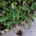 黑刺榴莲苗，嫁接苗，母本马来西亚进口果树。