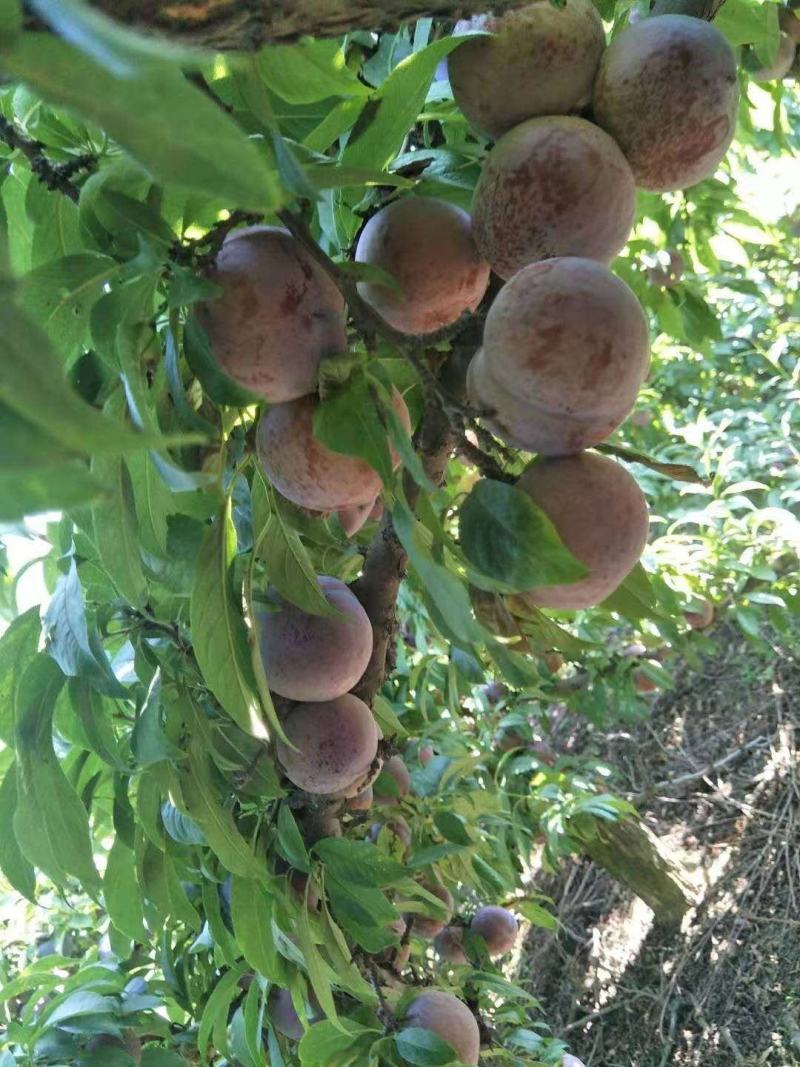 黑布林李子