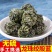 绞股蓝茶叶龙珠绞股蓝须寸尖精品七叶绞股蓝独立包装
