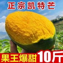 精品攀枝花凯特芒果现摘现发大脸芒承接直播团购电商一件代发