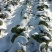 冰雪早圆1873F1露地越冬甘蓝种子囗感好结球紧实深绿