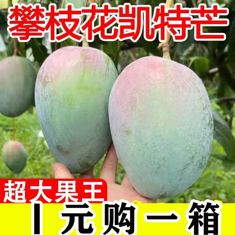 精品攀枝花凯特芒果现摘现发大脸芒承接直播团购电商一件代发