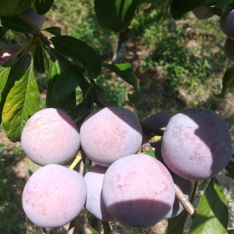 苍溪特产脆红李，色泽好，果肉分离，离核，又脆又甜，