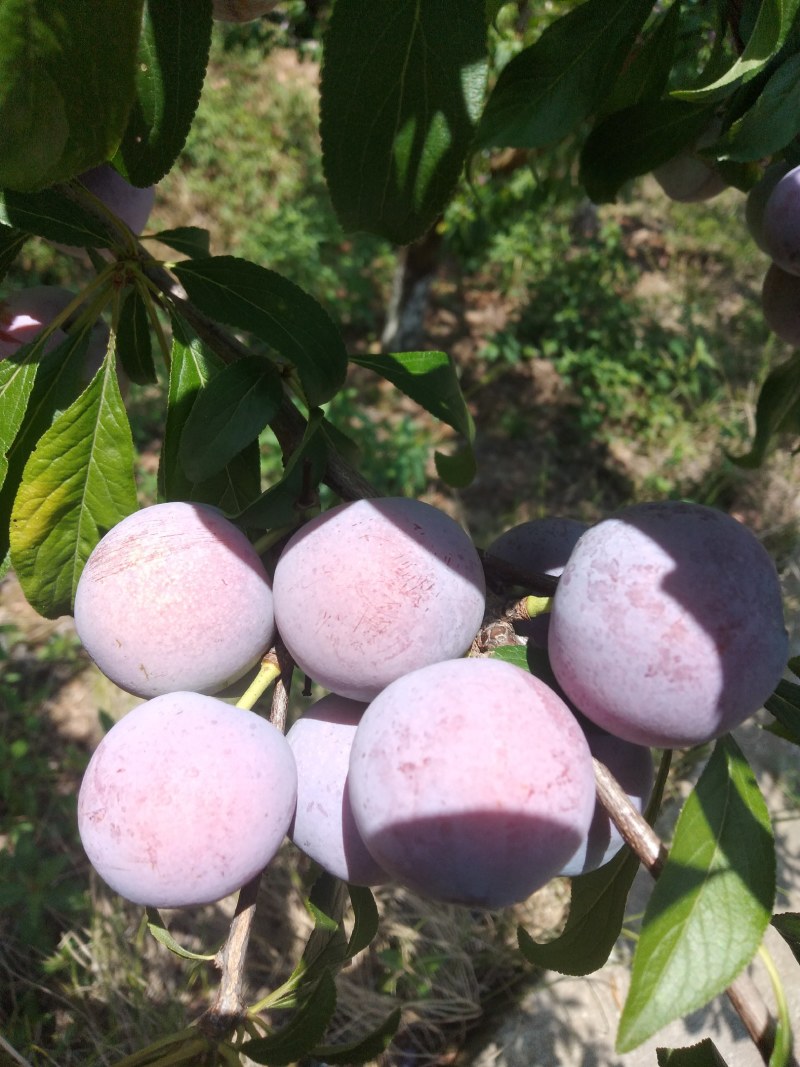 苍溪特产脆红李，色泽好，果肉分离，离核，又脆又甜，