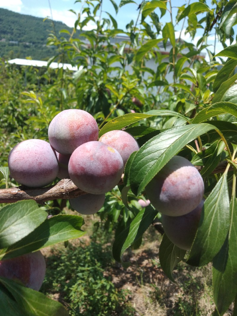 苍溪特产脆红李，色泽好，果肉分离，离核，又脆又甜，