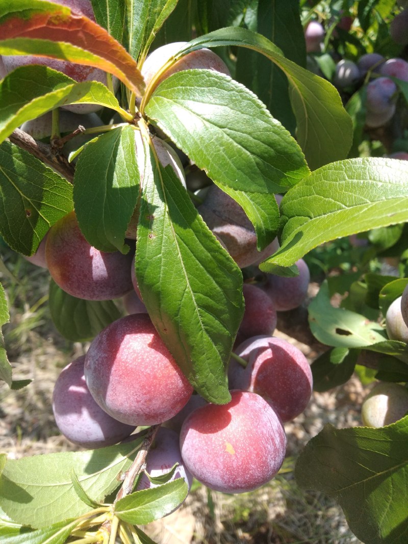苍溪特产脆红李，色泽好，果肉分离，离核，又脆又甜，
