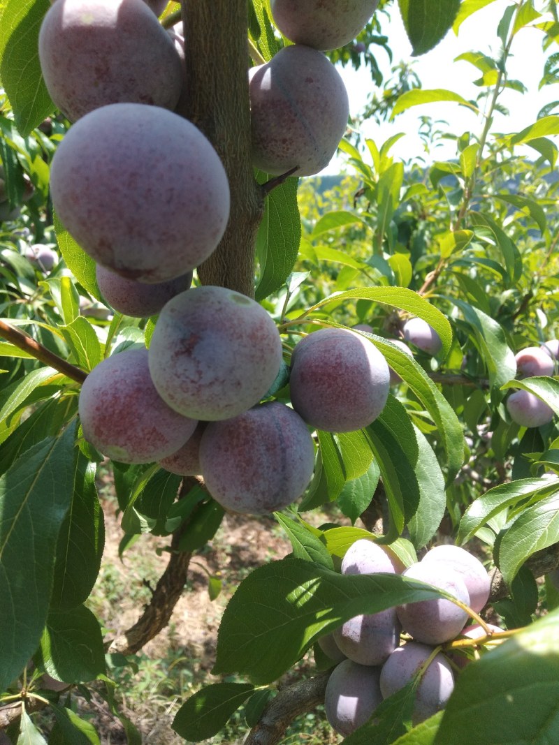 苍溪特产脆红李，色泽好，果肉分离，离核，又脆又甜，