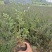 紫叶水腊，杯苗，20.30.40，50.量大从优，有现场