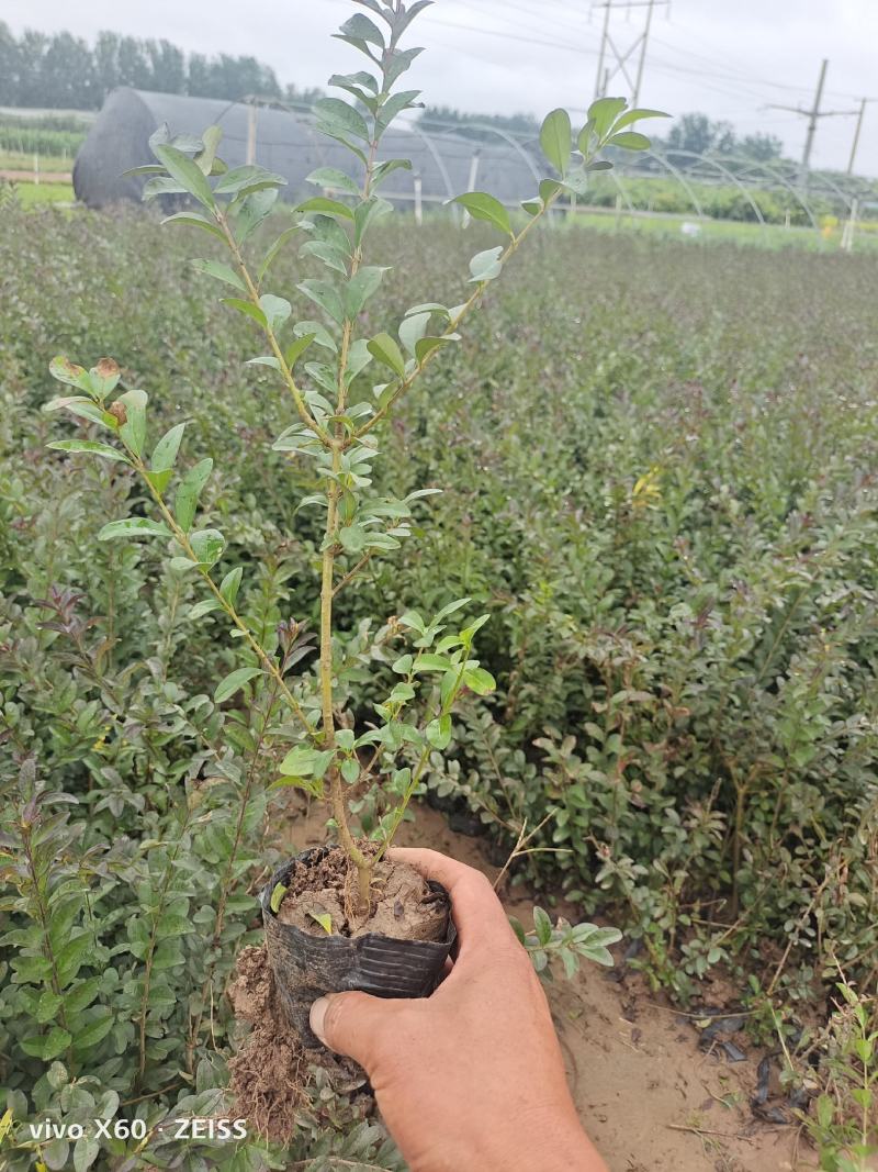 紫叶水腊，杯苗，20.30.40，50.量大从优，有现场