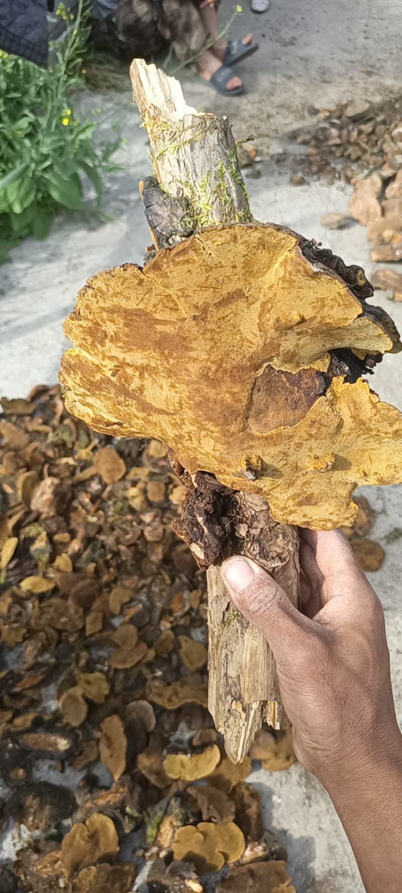 川西高原…桑黄，桦树茸，野生菌等